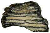 Mammoth Molar Slice With Case - South Carolina #337706-1